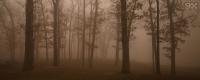 9X Media - 1280  - Dual Horizontal - foggy woods.jpg