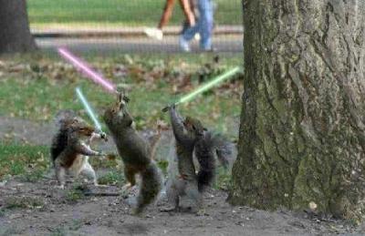 jedi_squirrel.jpg